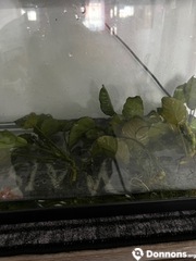Plantes anubia pour aquarium