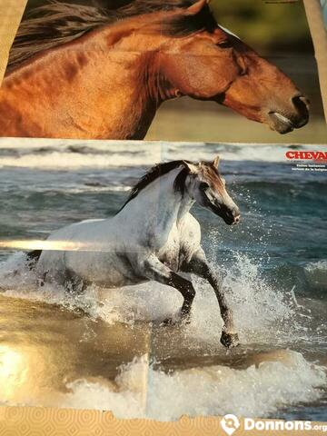 Posters chevaux