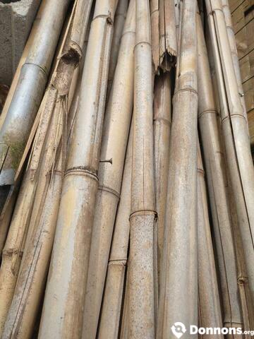 Bambous secs
