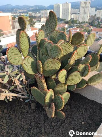 De bouture de cactus