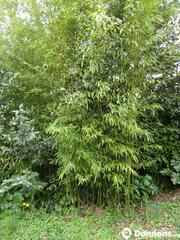 5 tiges de bambous hauteur 2 à 3m