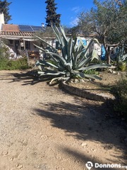 Agaves Adultes