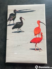 Photo ibis rouges et noirs sur toile 20x30