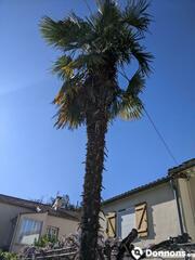 Palmier hauteur min 6 metres