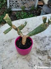 Plante Cactus
