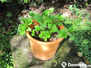 1 plant d'hortensia