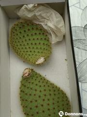 Oreille de cactus