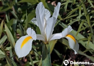 Iris blancs