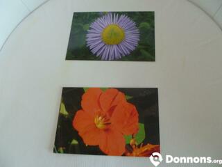 Cartes postale décors fleurs