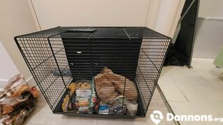 Cages et accessoires pour rats