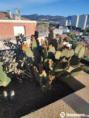 Don bouture cactus