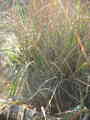 Jonc typha latifolia
