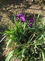 Iris violet urgemment