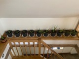 31 plants d’aloès Vera