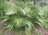 Plante genre palmier (connais pas le nom)